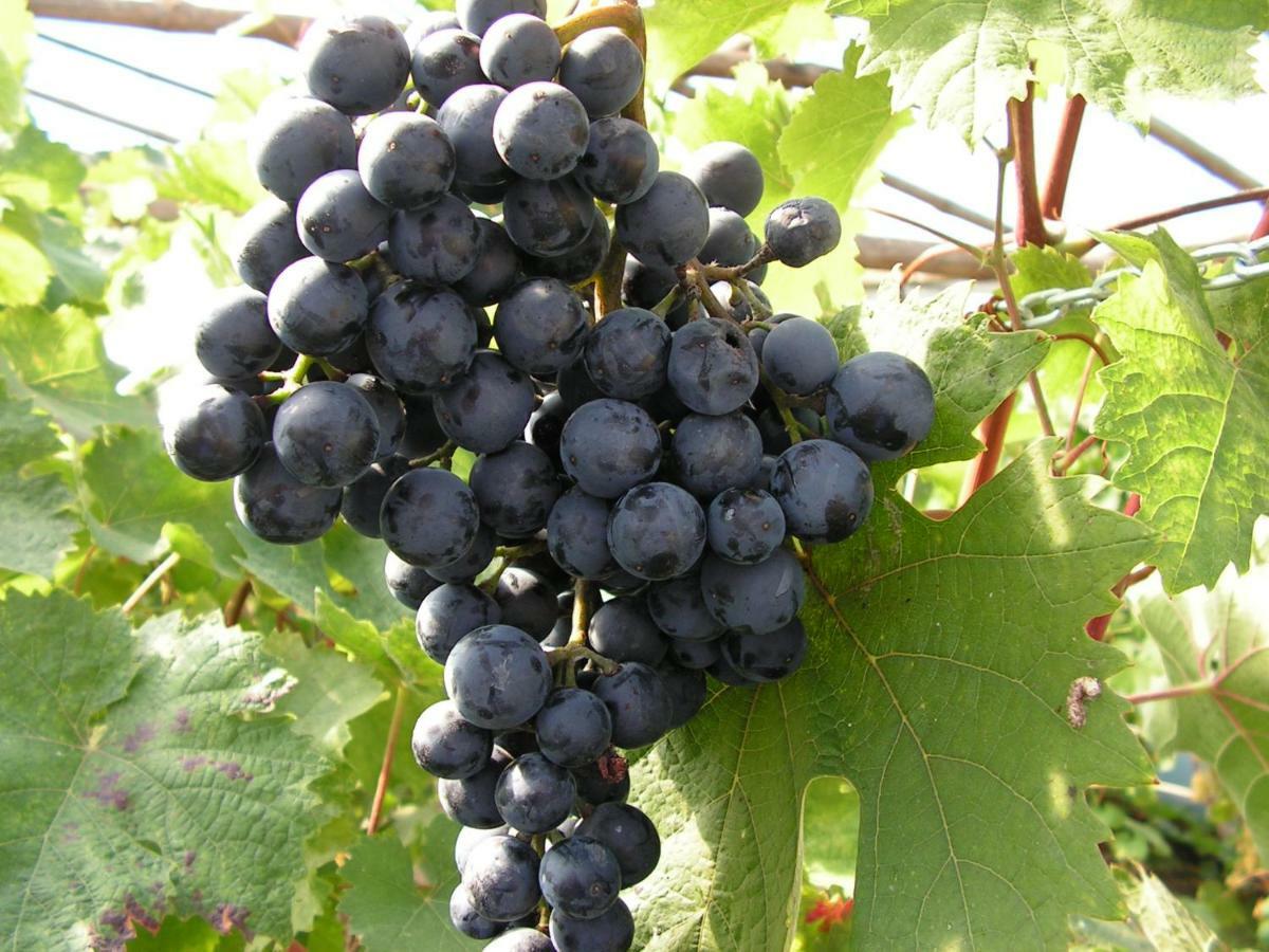 Winnica Na Lesnej Polanie Zabor Kültér fotó